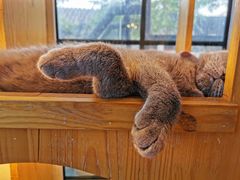 -猫小院猫主题咖啡厅(北锣店)