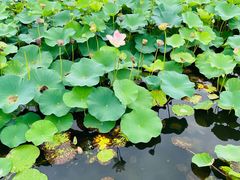 -荷塘月色湿地公园·向阳花洲