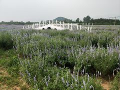 -北京东方普罗旺斯薰衣草庄园
