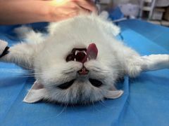 -动物缘宠物医院·骨科·猫科(西二环店)