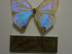 android_upload_pic-上海昆虫博物馆