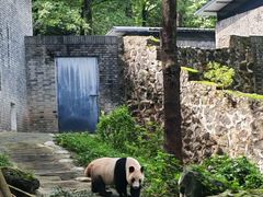 -都江堰中华大熊猫苑