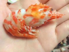 海虾-四道口水产市场