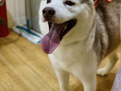 -Husky Go! 哈士奇体验馆·宠物咖啡厅狗咖