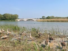 -北京麋鹿生态实验中心