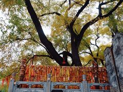 -大槐树寻根祭祖园