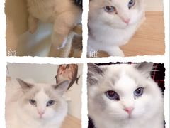 -Meowの猫咖(万家丽店)