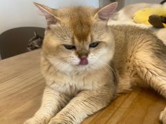 -有喵·猫咖·狗咖·30几只猫10只小狗(岗厦店)