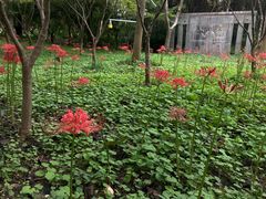 -东平国家森林公园