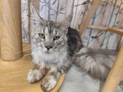 -楼上猫咖(罗湖店)