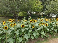 -玄武湖景区-情侣园游乐场