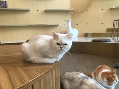 -飞行喵MR PILOT|猫舍·猫咖(静安大融城店)