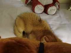 -美联众合动物医院·24h转诊中心