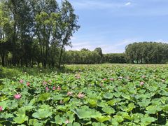 -东郊湿地公园