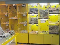 点击看大图 -神奇动物撸宠馆·羊驼·小浣熊·异宠(豫园店)