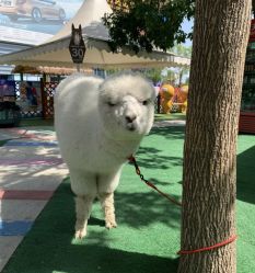 -萌宠亲子动物乐园(槐房万达店)