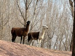 -北京野生动物园