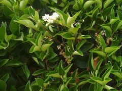 -胖太太四川麻辣排骨串(镇江路分店)