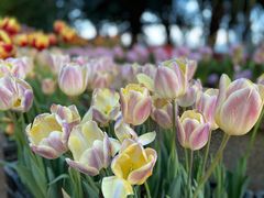 -石家庄市植物园