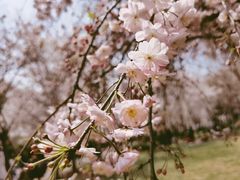 -顾村公园