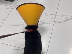 -嘉馨宠物医院·CT影像转诊·心脏科·犬猫全科诊疗中心(下沙大学城院区)