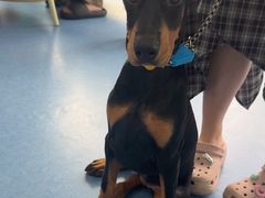 -博特宠物医院24h犬猫全科.骨科·异宠