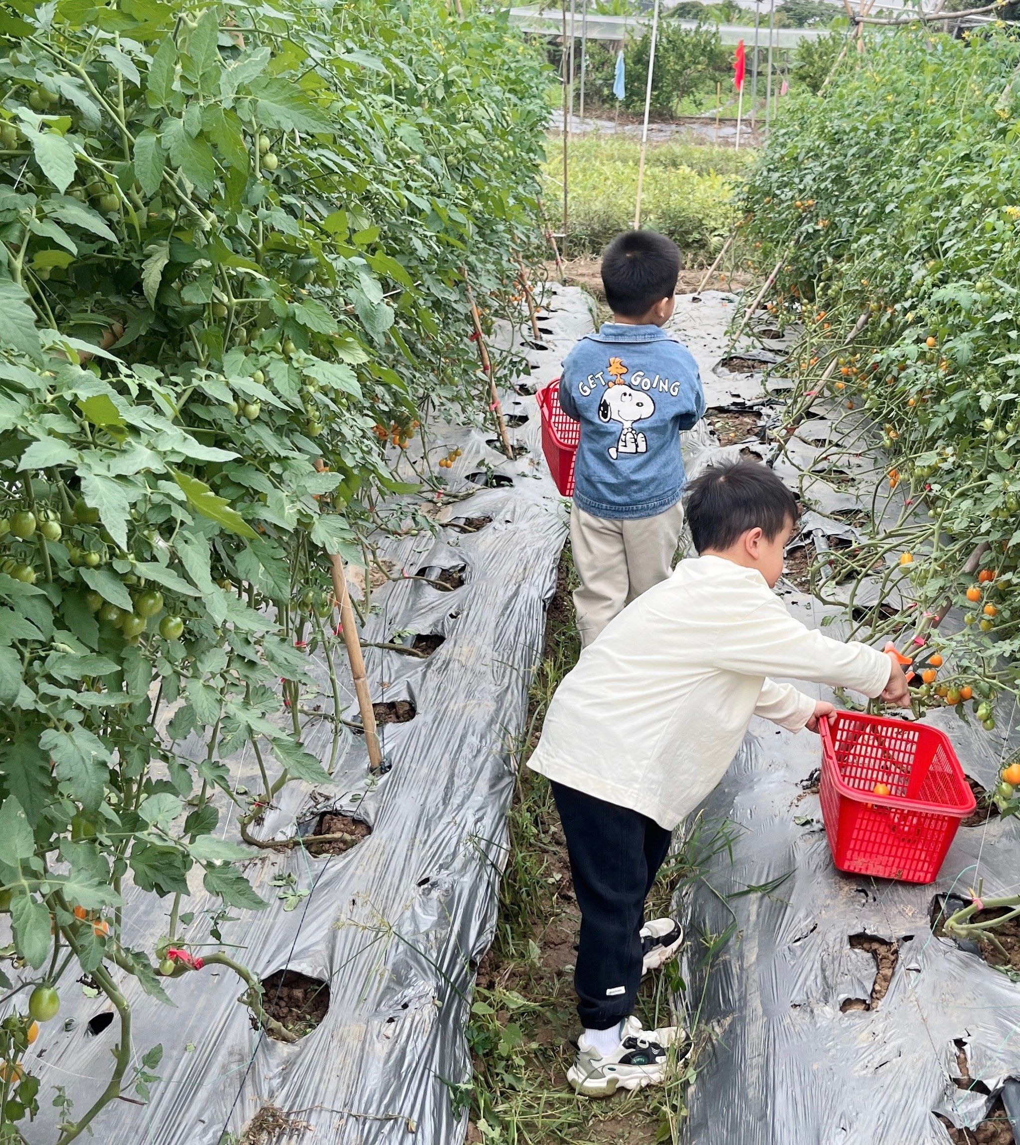 嘉芝康果园采摘