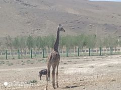 -新疆天山野生动物园