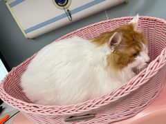 -纳吉亚猫专科动物医院·北北分院