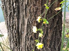 -上海市龙华烈士陵园