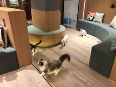 -CAT’S MEWSTAR CAFE·喵星球猫屋(晴湾咖啡店)