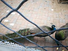 -长白岛森林公园