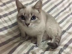 -宠爱国际动物医院· 猫科· 外科·中兽医(长白店)