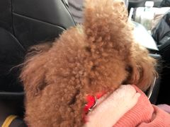 -艾贝尔宠物医院·狂犬免疫点(江山金象城店)
