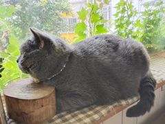 -海边的猫和咖啡馆