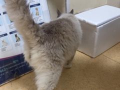 -瑞派宠物医院·24小时骨科·心脏·核磁(哈尔滨南岗店)