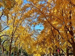-三里屯东五街银杏大道