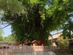 -大槐树寻根祭祖园