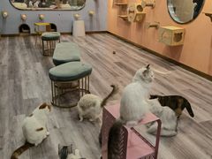 -BABIT巴比特宠物(MOMOPARK店)