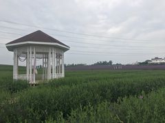 -紫颐香薰山谷景区