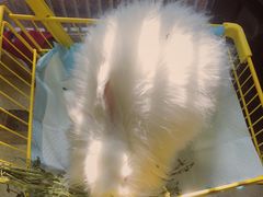 -猫色咖啡·猫咖