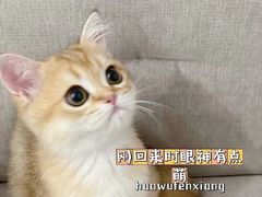 -东方名猫馆·英短金渐层布偶猫舍(环线广场1号楼店)