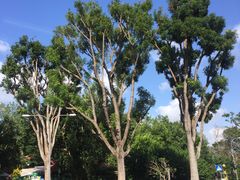 -美珍香(樟宜机场1号航站楼店)