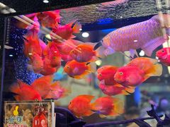 -新辉港式茶餐厅(北栅店)