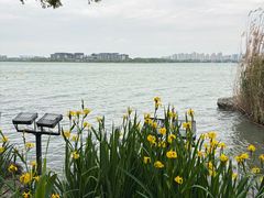 -金鸡湖桃花岛