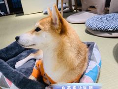 -逗柴咖啡屋·狗咖猫咖宠物桌游