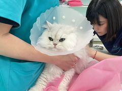 -北京观赏动物医院·24小时大型综合·猫专科·异宠专科