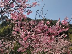 -广州市帽峰山景区
