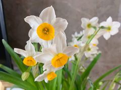 -金陵花卉交易市场