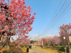 -三圣花乡旅游区